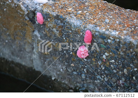 Egg of Jumbo Tanish 67112512