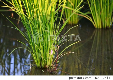 Egg of Jumbo Tanish 67112514