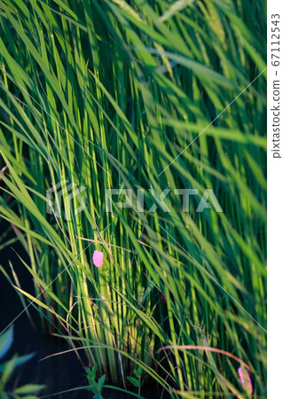 Egg of Jumbo Tanish Egg of Jumbo Tanish 67112543