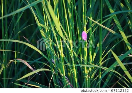 Egg of Jumbo Tanish Egg of Jumbo Tanish 67112552