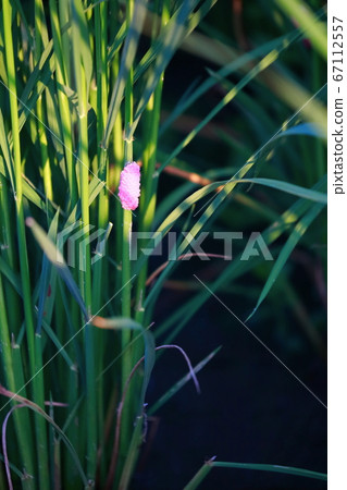 Egg of Jumbo Tanish 67112557