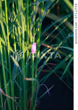 Jumbo Tanish的蛋 67112558