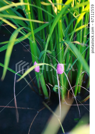 Jumbo Tanish的蛋 Jumbo Tanish的蛋 67112559