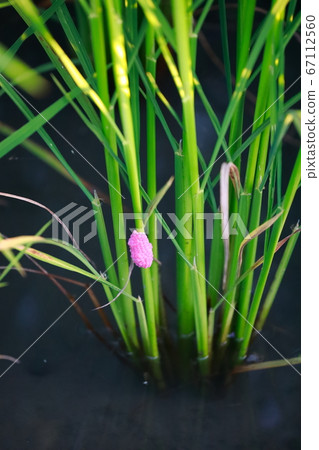 Jumbo Tanish的蛋 67112560