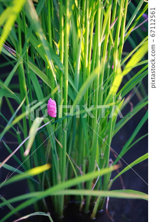 Jumbo Tanish的蛋 67112561