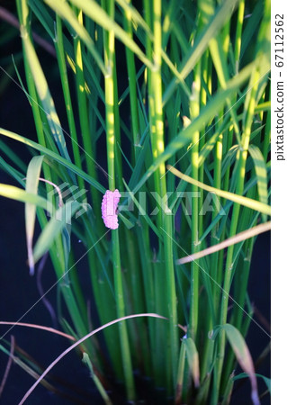 Jumbo Tanish的蛋 Jumbo Tanish的蛋 67112562