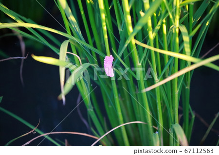 Jumbo Tanish的蛋 67112563