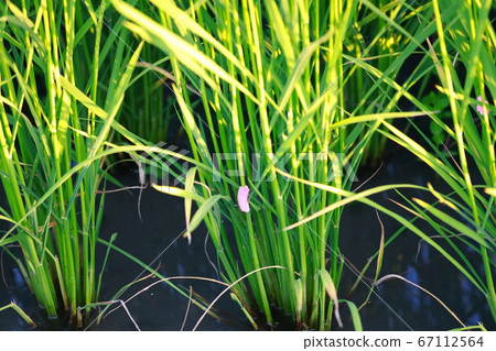 Jumbo Tanish的蛋 Jumbo Tanish的蛋 67112564