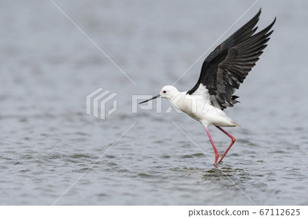 Black-winged Stilt Flapping Its Wings Black-winged Stilt Flapping Its Wings 67112625