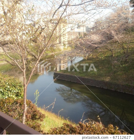 Chidorigafuchi Cherry Blossoms Spring 67112627
