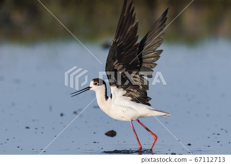 Adult male flying stilt flapping its wings Adult male flying stilt flapping its wings 67112713