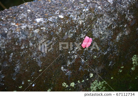 Egg of Jumbo Tanish 67112734