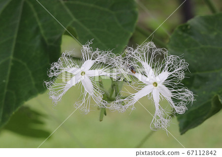 Flower of a snake 67112842