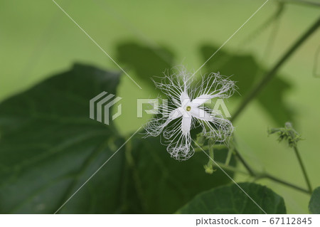 一條蛇的花 67112845