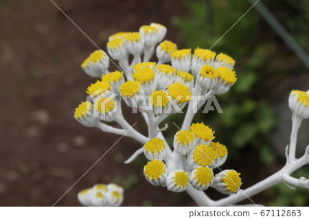 Flower of white bud on white bud Flower of white bud on white bud 67112863