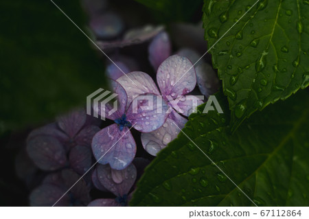 害羞的繡球花 67112864
