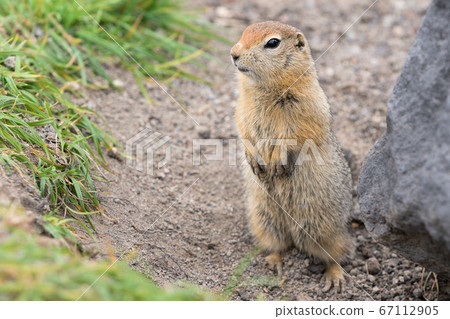 Arctic ground squirrel, carefully looking so as not to fall into jaws of predatory beasts. Cute wild animal of genus rodents of squirrel family 67112905