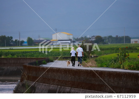 couple dog walking couple dog walking 67112959