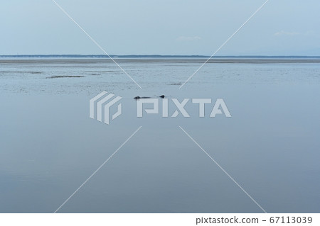 Notsuke灣的淺水區,海豹從Notsuke半島的觀光船上漂浮 Notsuke灣的淺水區,海豹從Notsuke半島的觀光船上漂浮 67113039