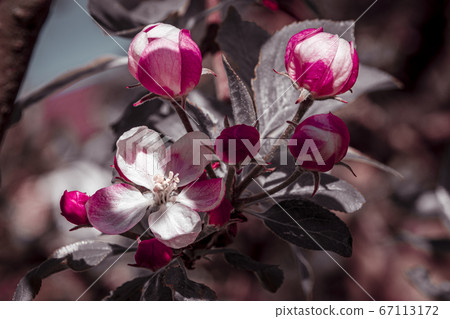 Apple tree blossoms, reddish blossoms of apple tree isolated leaves and branches. Close-ups, macro shots. 67113172
