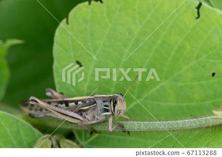 Patanga japonica Patanga japonica 67113288