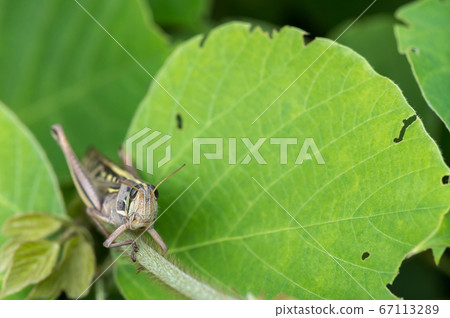 巴坦加粳稻 巴坦加粳稻 67113289