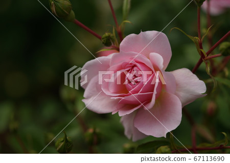 Rose in full bloom Anne Borrain Rose in full bloom Anne Borrain 67113690