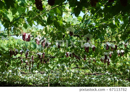 葡萄特拉華州 67113782