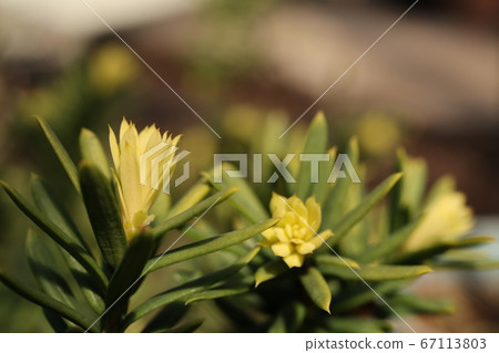 忍者之心 忍者之心 67113803