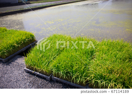 Rice seedlings Rice seedlings 67114189