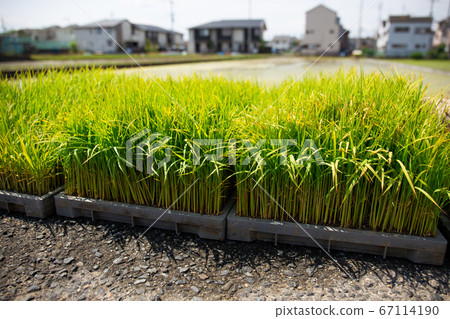 Rice seedlings 67114190