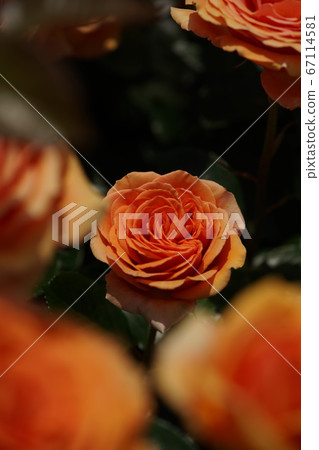 Rose ashram in full bloom 67114581