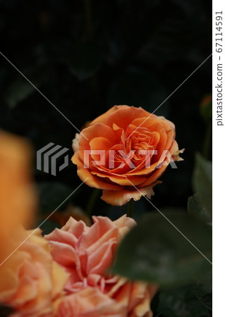 玫瑰修行盛開 67114591