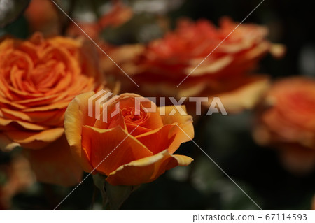 Rose ashram in full bloom Rose ashram in full bloom 67114593