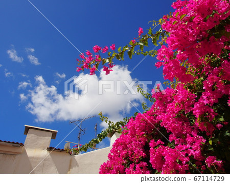 Bright pink flowers that shine in the summer sky Bright pink flowers that shine in the summer sky 67114729
