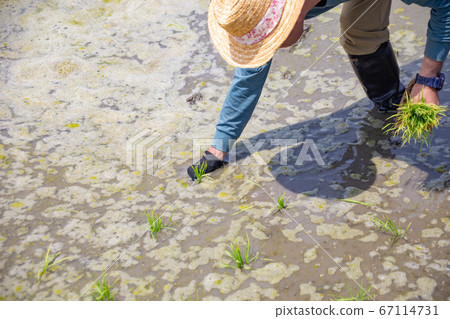種植水稻的人 種植水稻的人 67114731