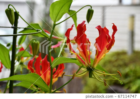 Gloriosa flower Gloriosa flower 67114747