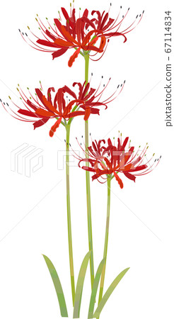 群集孤挺花 群集孤挺花 67114834