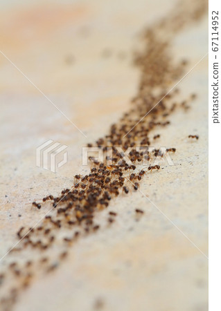 A group of ants making a procession and moving greatly A group of ants making a procession and moving greatly 67114952