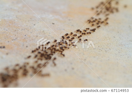 A group of ants making a procession and moving greatly 67114953