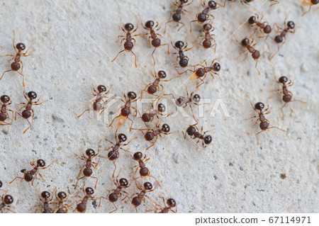 A group of ants making a procession and moving greatly A group of ants making a procession and moving greatly 67114971