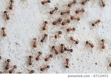 A group of ants making a procession and moving greatly A group of ants making a procession and moving greatly 67114972