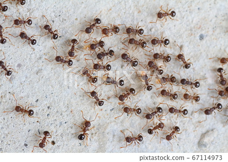 A group of ants making a procession and moving greatly A group of ants making a procession and moving greatly 67114973