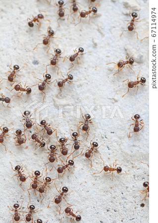 A group of ants making a procession and moving greatly A group of ants making a procession and moving greatly 67114974