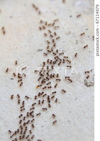 A group of ants making a procession and moving greatly 67114979