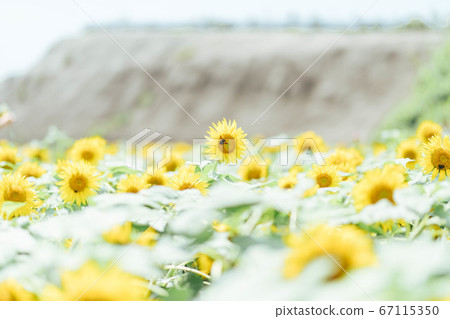 Sunflower field 67115350
