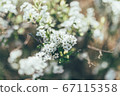  白花 67115358