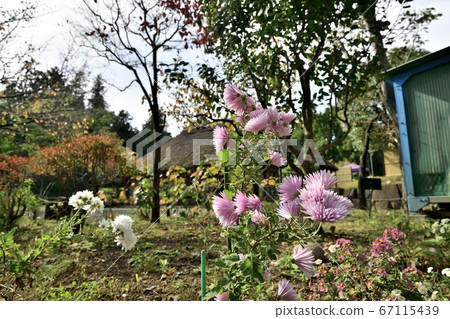 Old folk house and autumn scenery 67115439