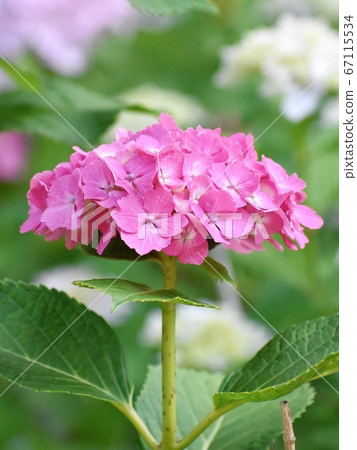 Pink hydrangea Pink hydrangea 67115534