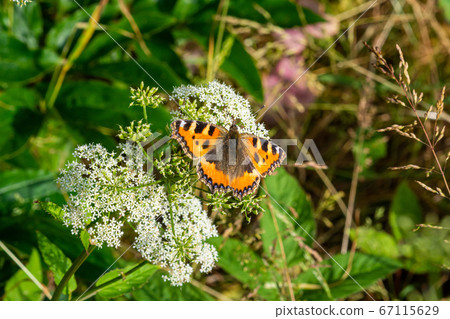 Tortoiseshell butterfly, Aglais urticae, on a purple thistle flower. This butterfly is a colourful Eurasian butterfly in the family Nymphalidae 67115629